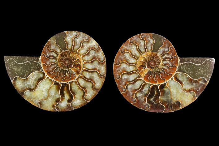 Agate Replaced Ammonite Fossil - Madagascar #150911